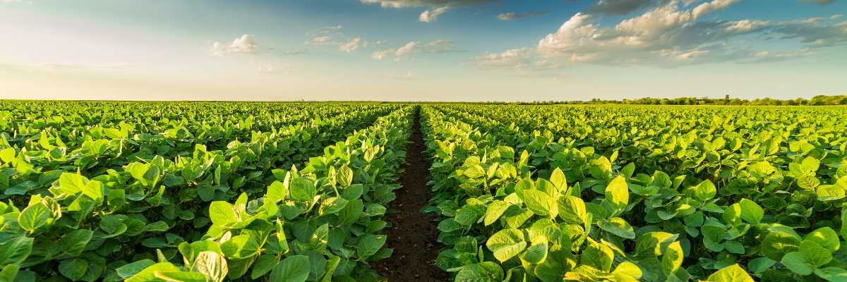 Imagem ilustrativa de agricultura moderna e sustentável