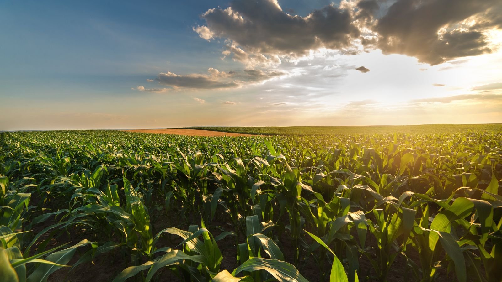 Campo de soja produtivo e sustentável
