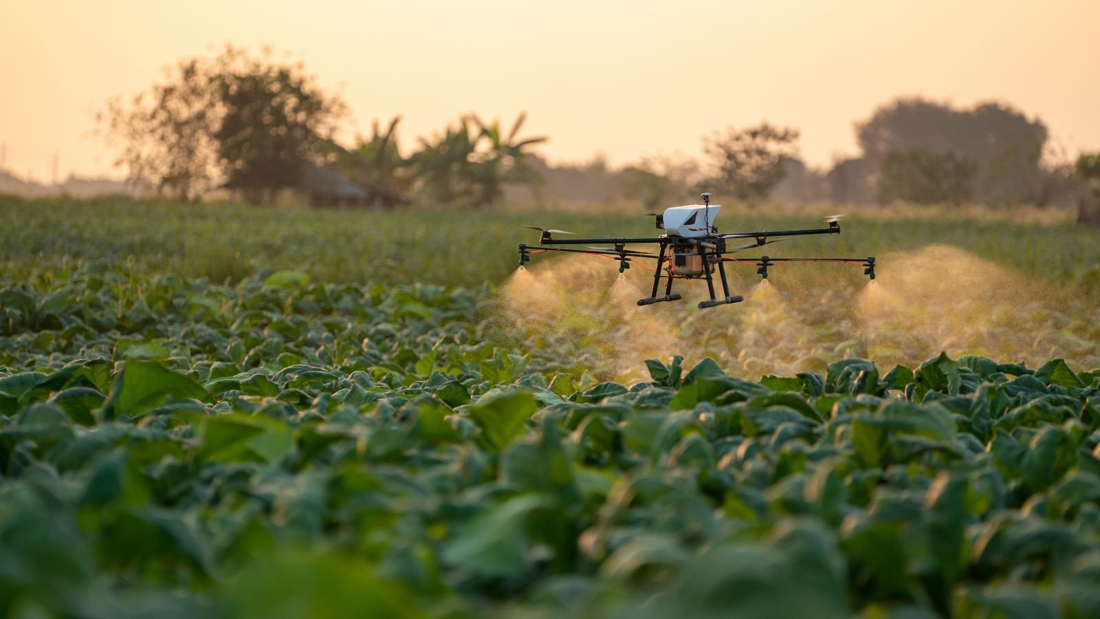 Engenheiro agrônomo utilizando tecnologia no campo